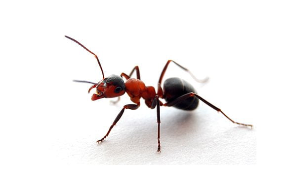 dedetizadoras contra formigas bh